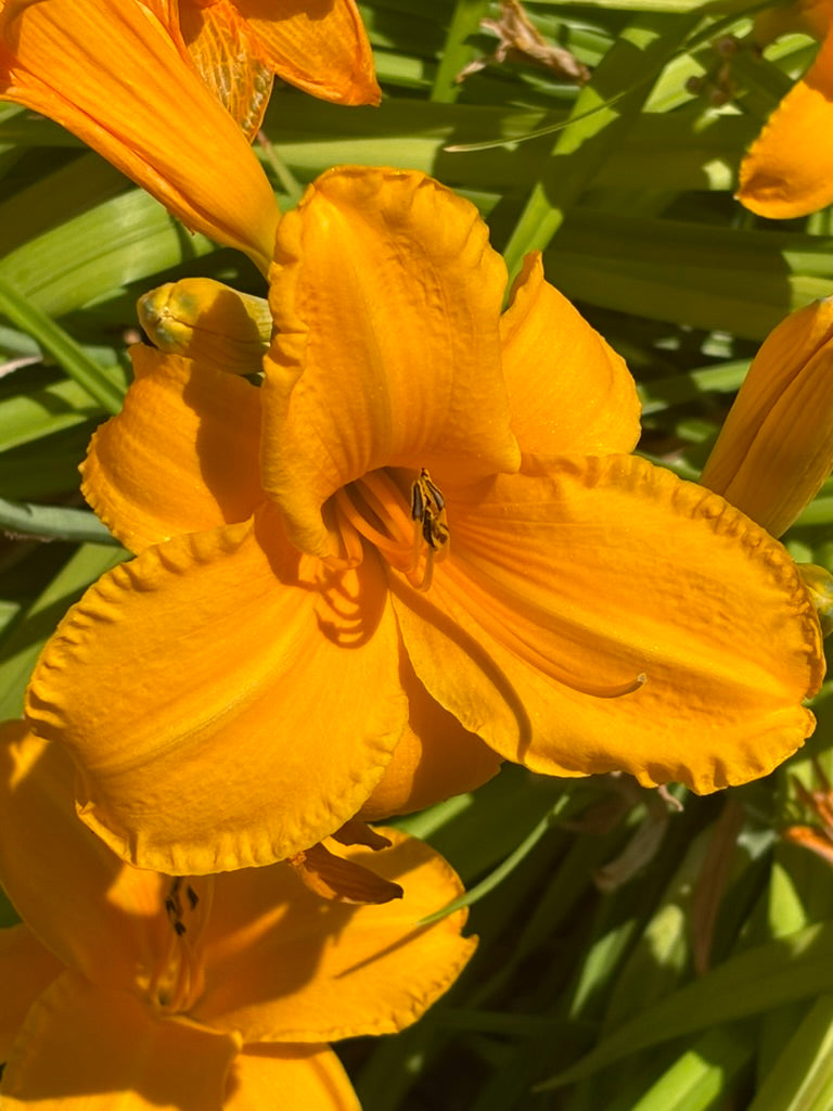 Daylilies and more