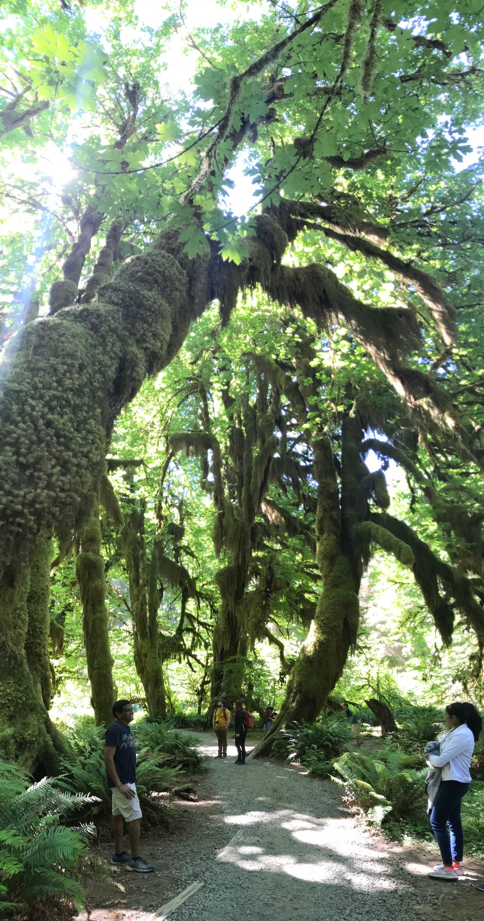 Hoh Rainforest