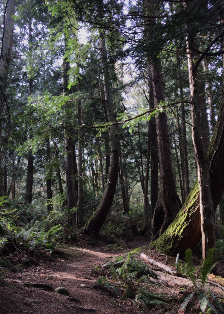 Port Ludlow Trails