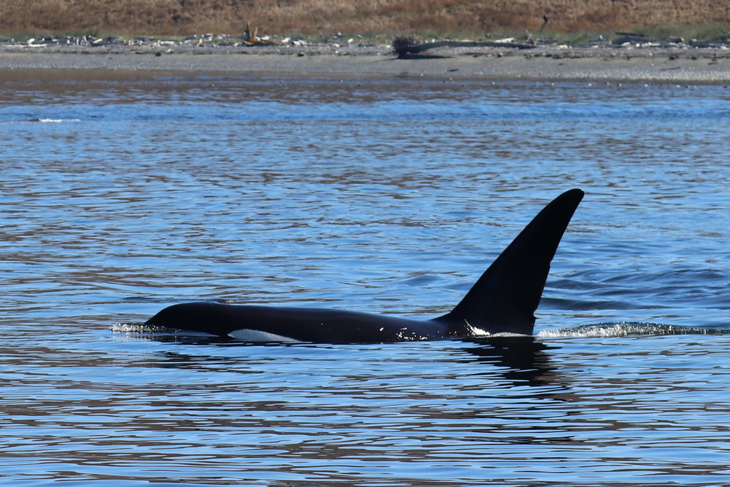 Whale watching on the Salish Sea