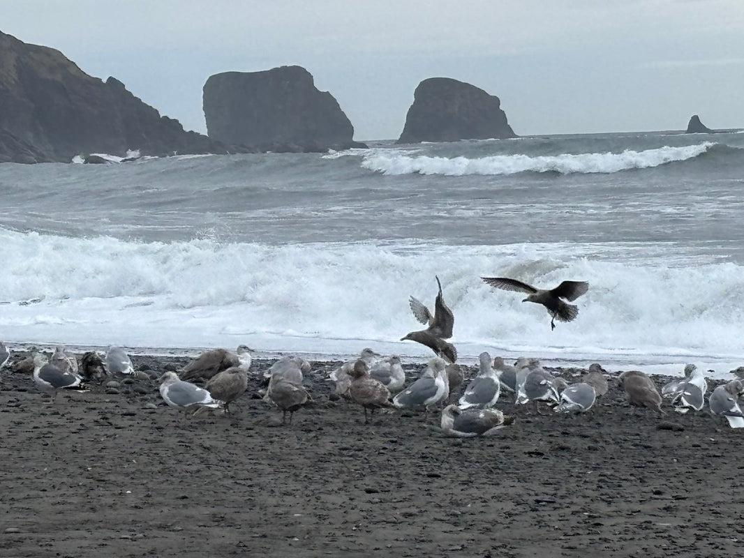 New Years Day on the peninsula