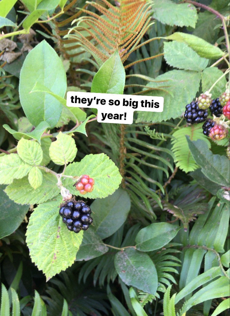 Foraging