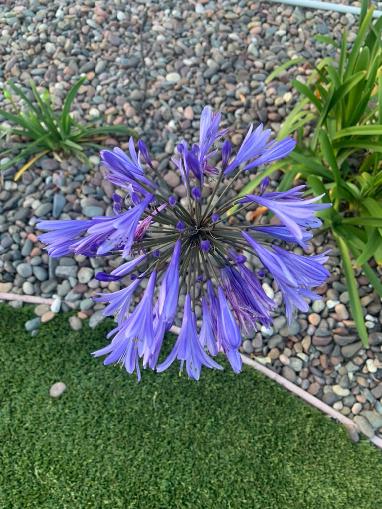 Flowers near LAX
