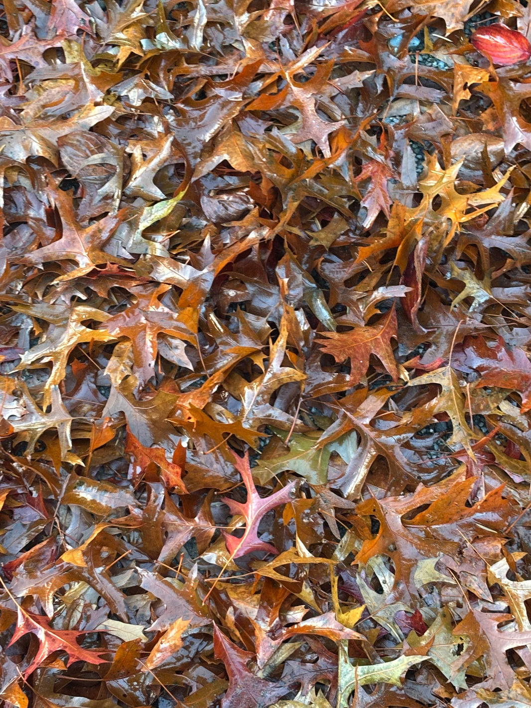 On the way to work today (Nov 4)