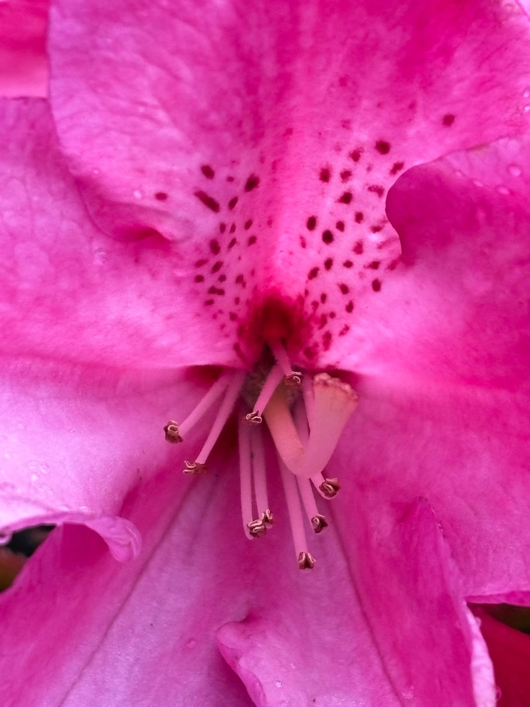 Reveling in rhodies