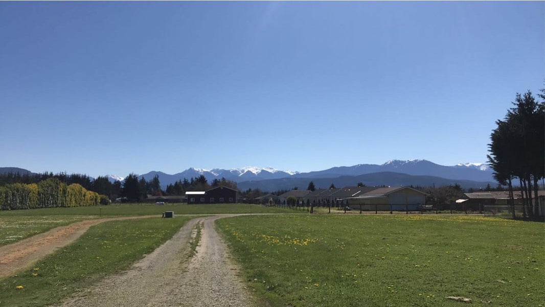 Olympics from Sequim