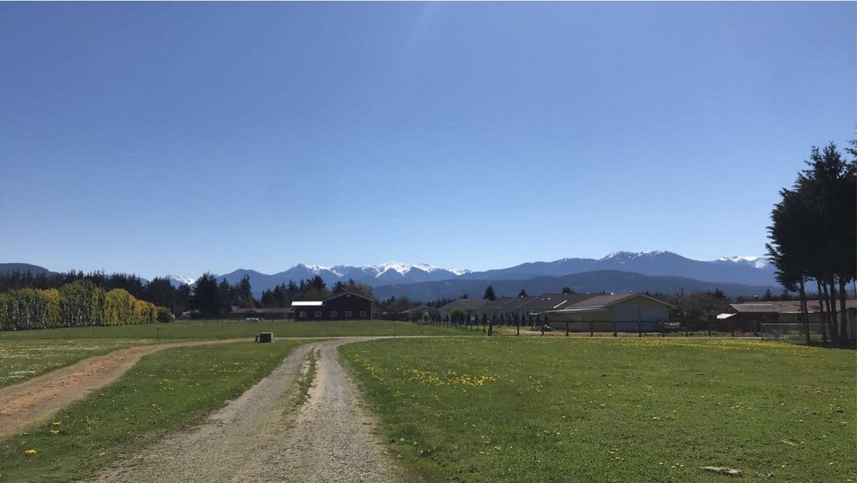 Olympics from Sequim