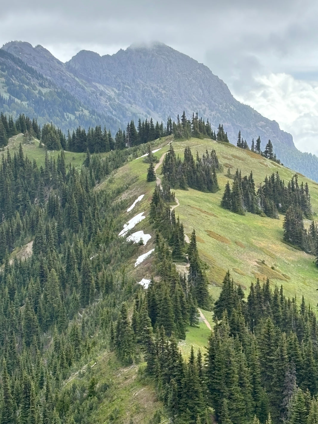 Hurricane Ridge in June