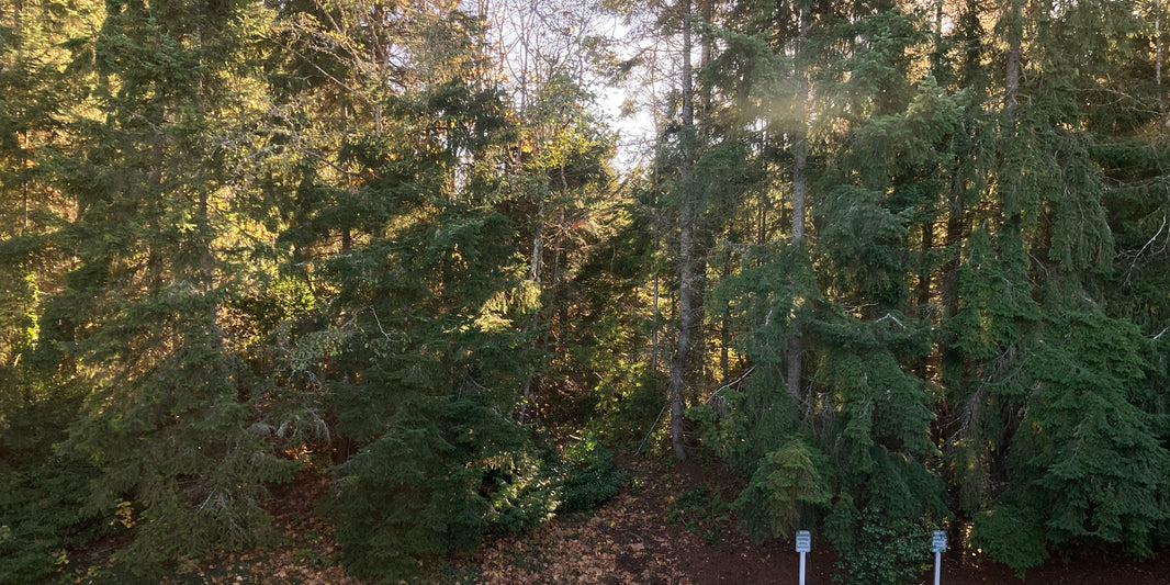 View from my window