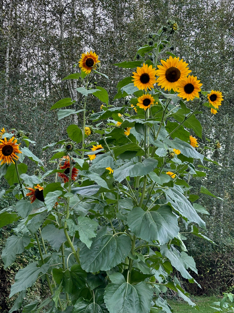 Sunflowers