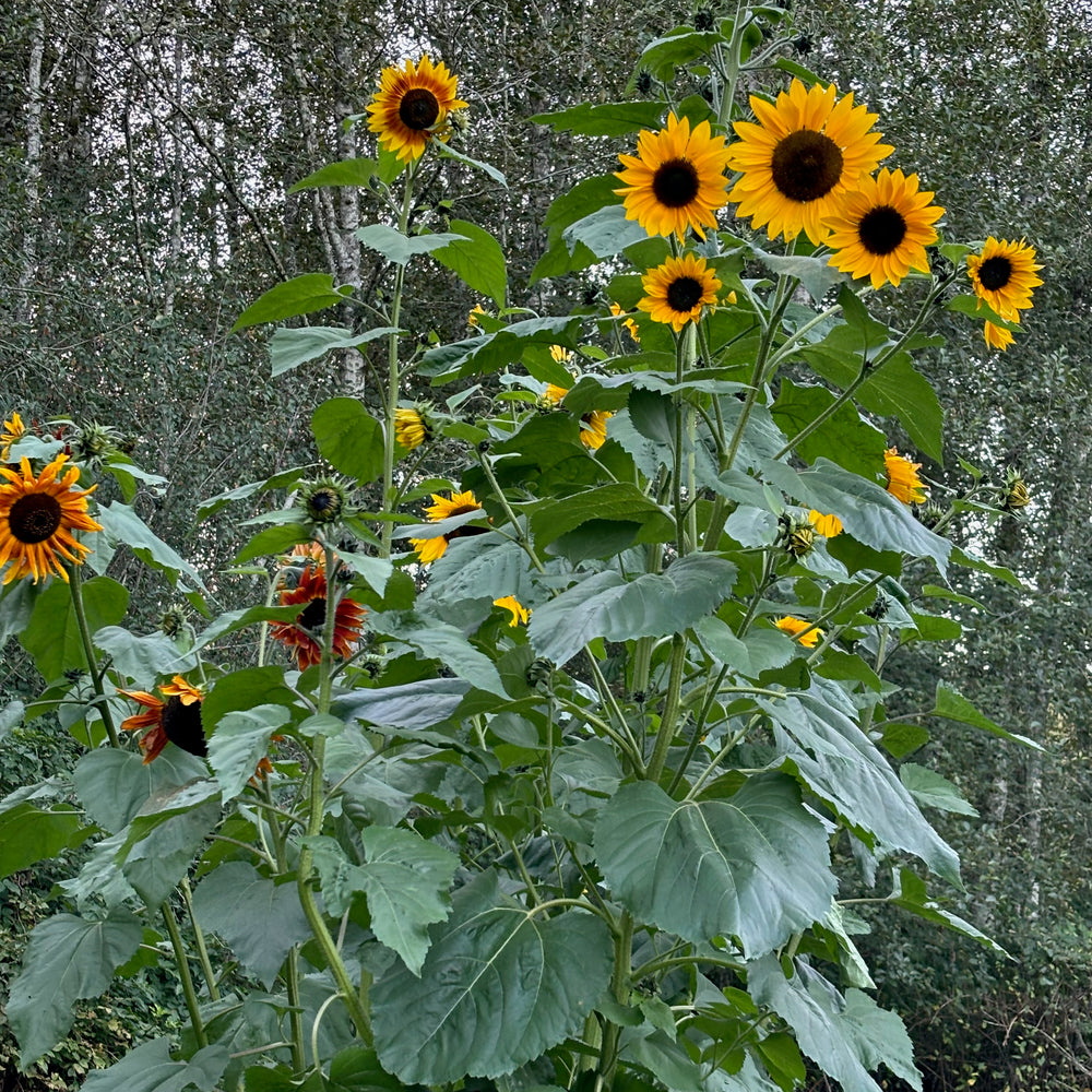 Sunflowers