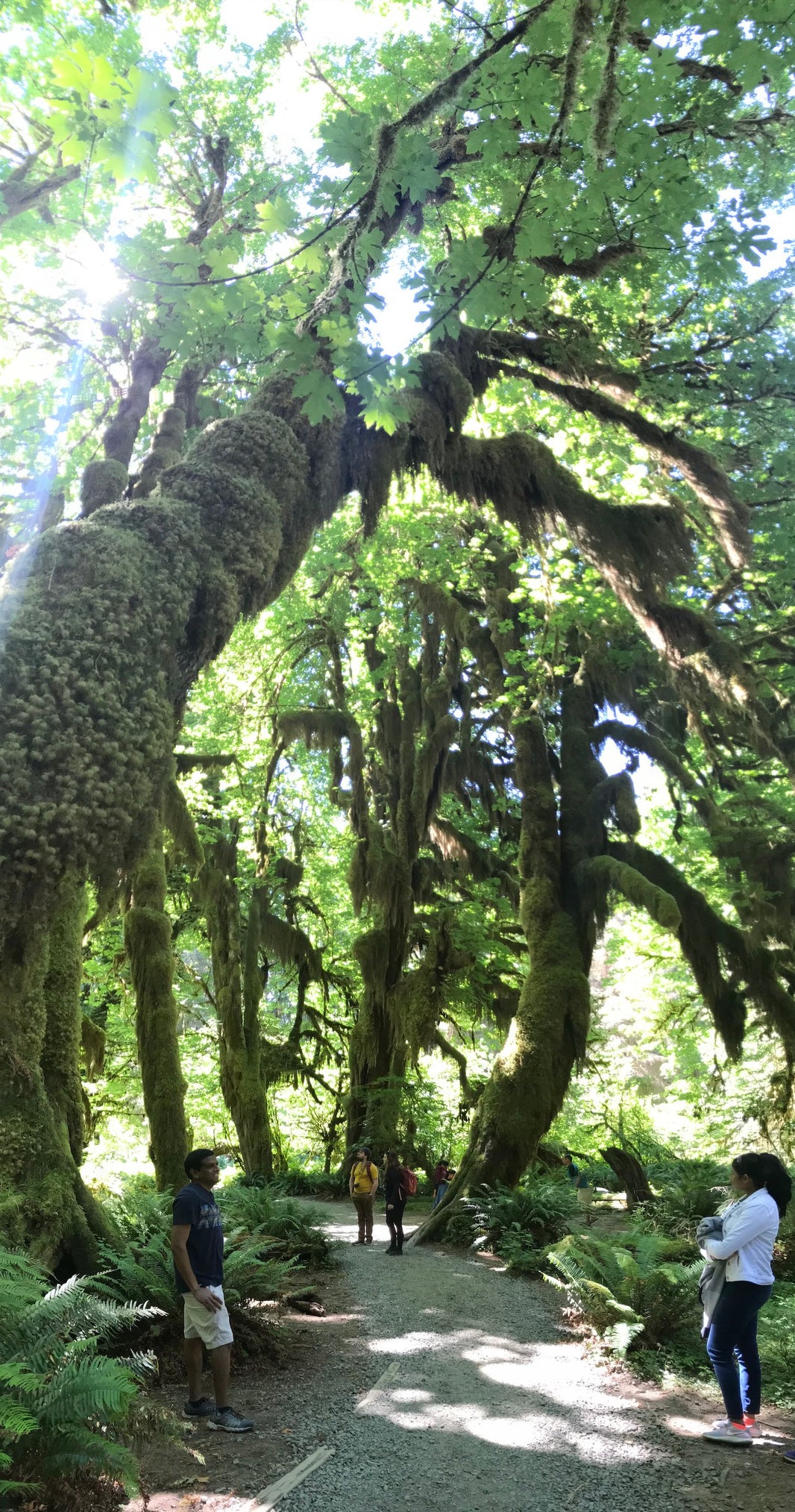 Hoh Rainforest