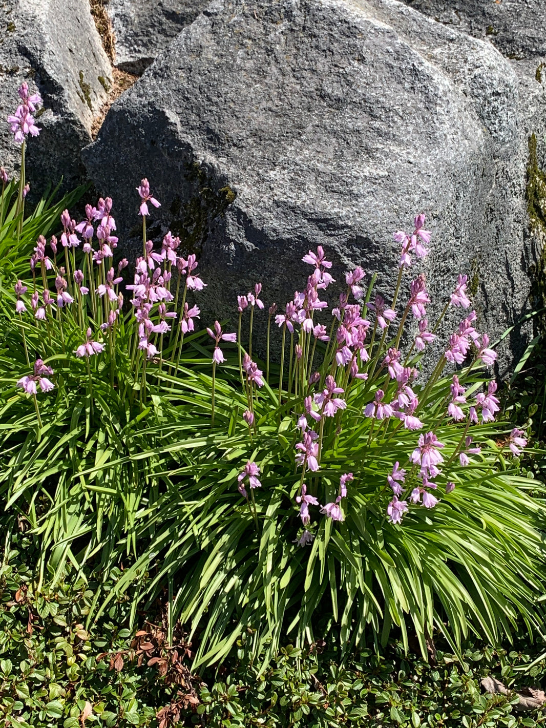 Lunchtime walk
