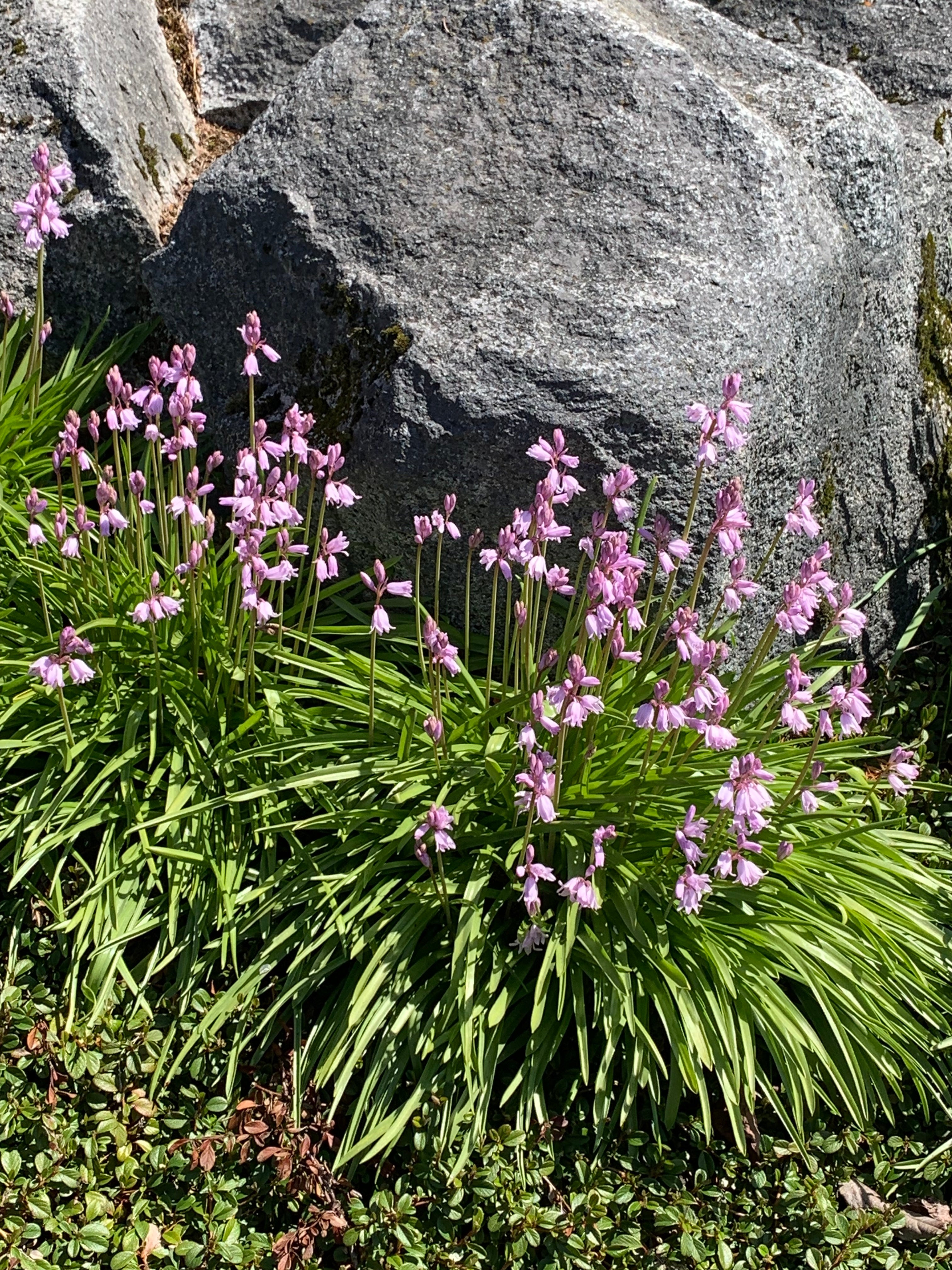 Lunchtime walk
