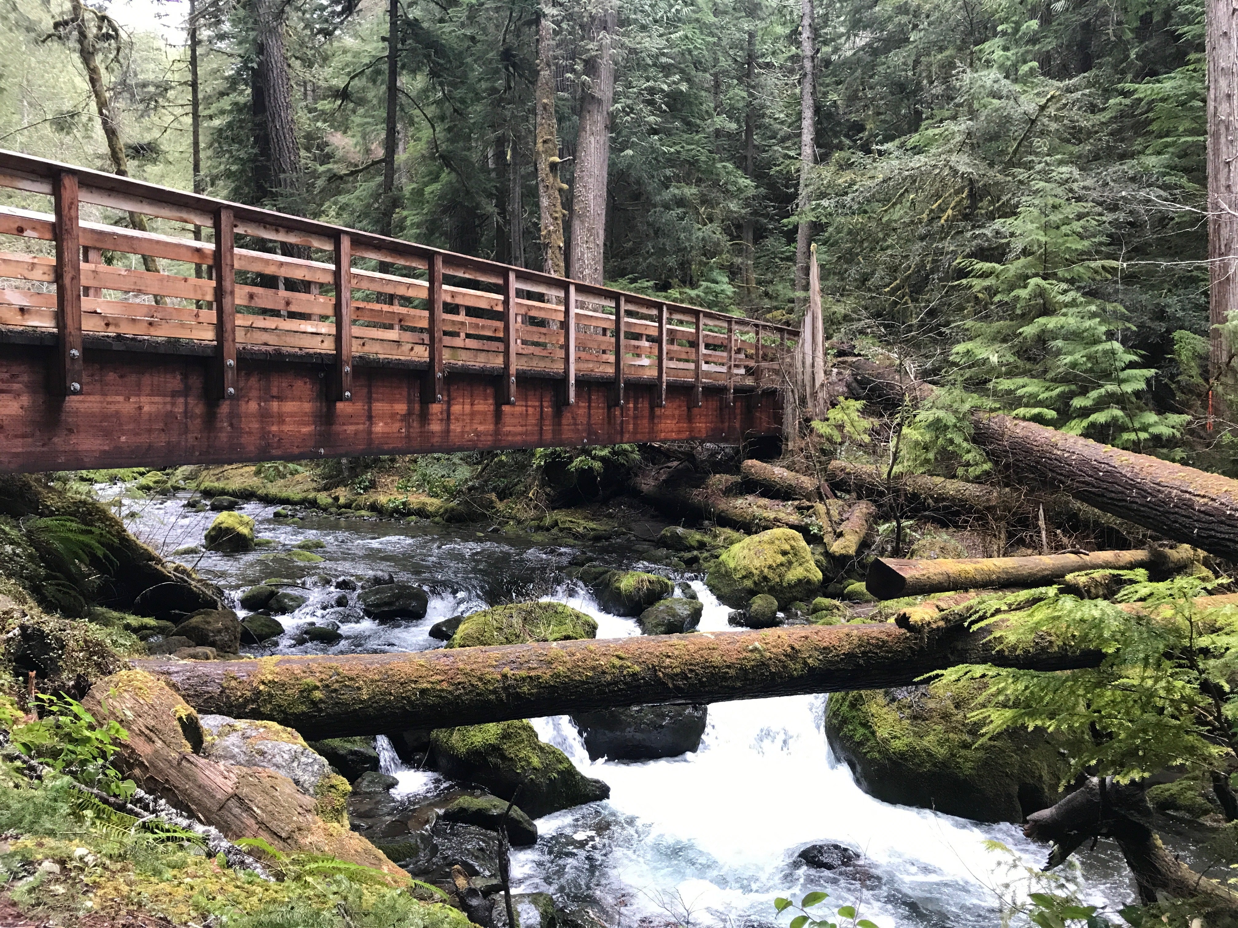 Lower Big Quilcene Trail