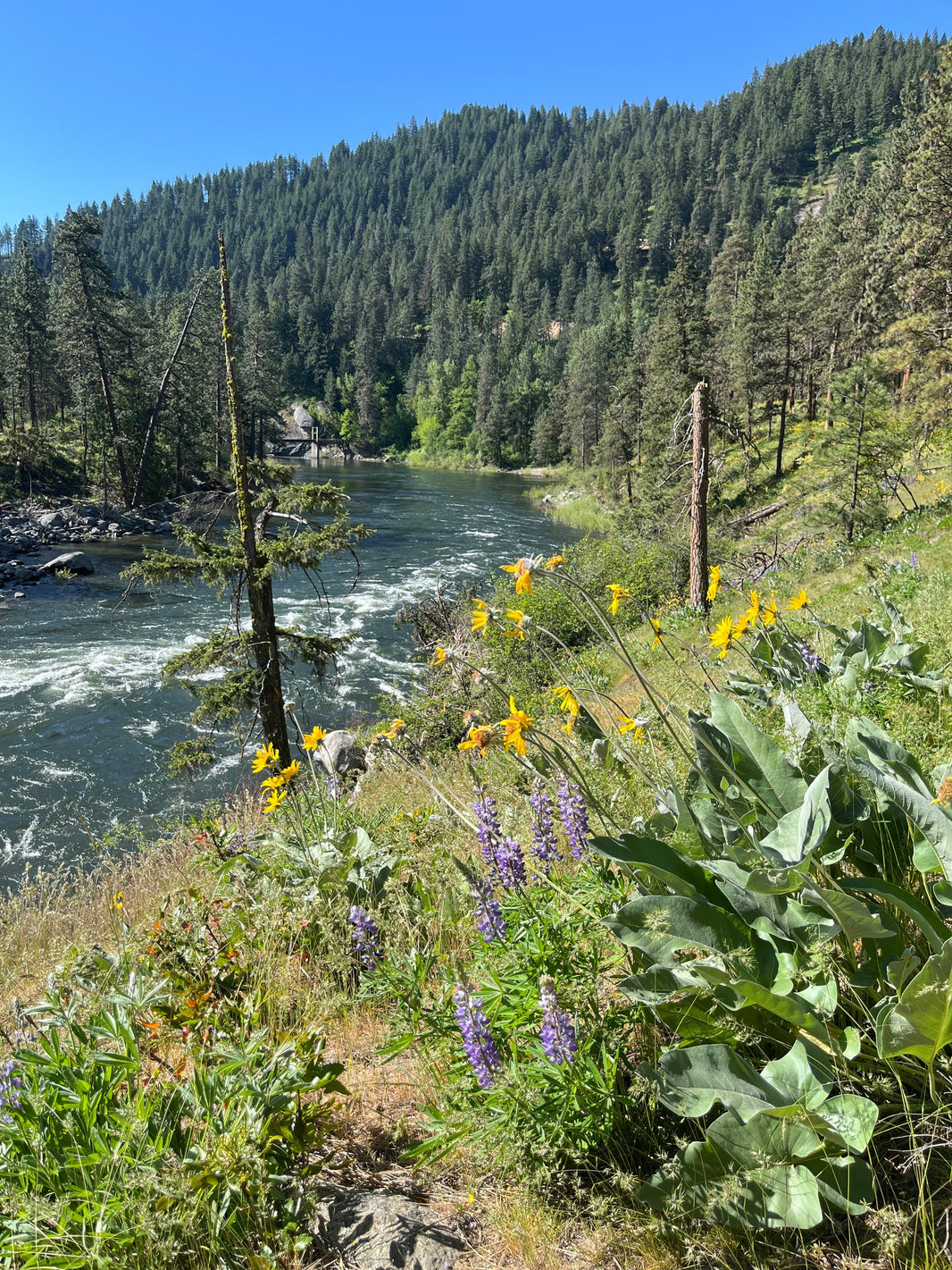 Leavenworth Wildflowers in Bloom!