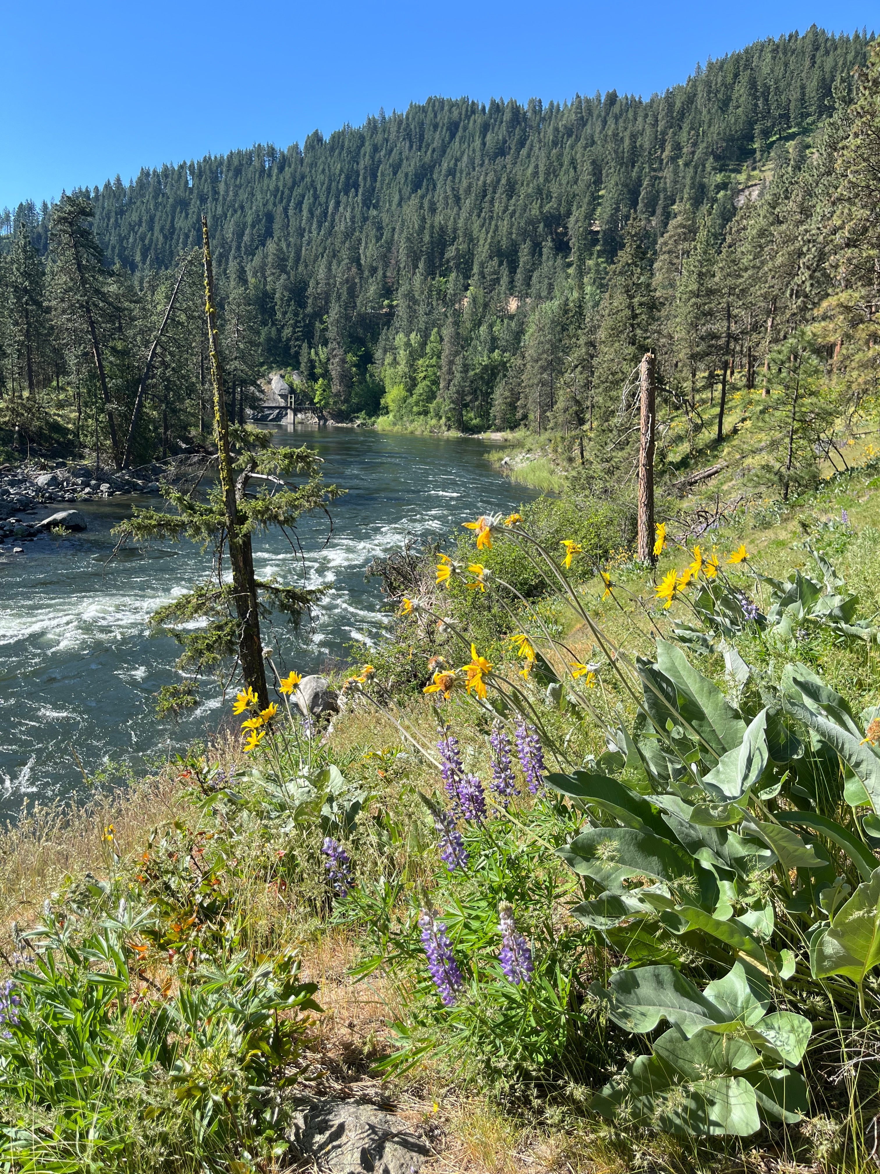 Leavenworth Wildflowers in Bloom!