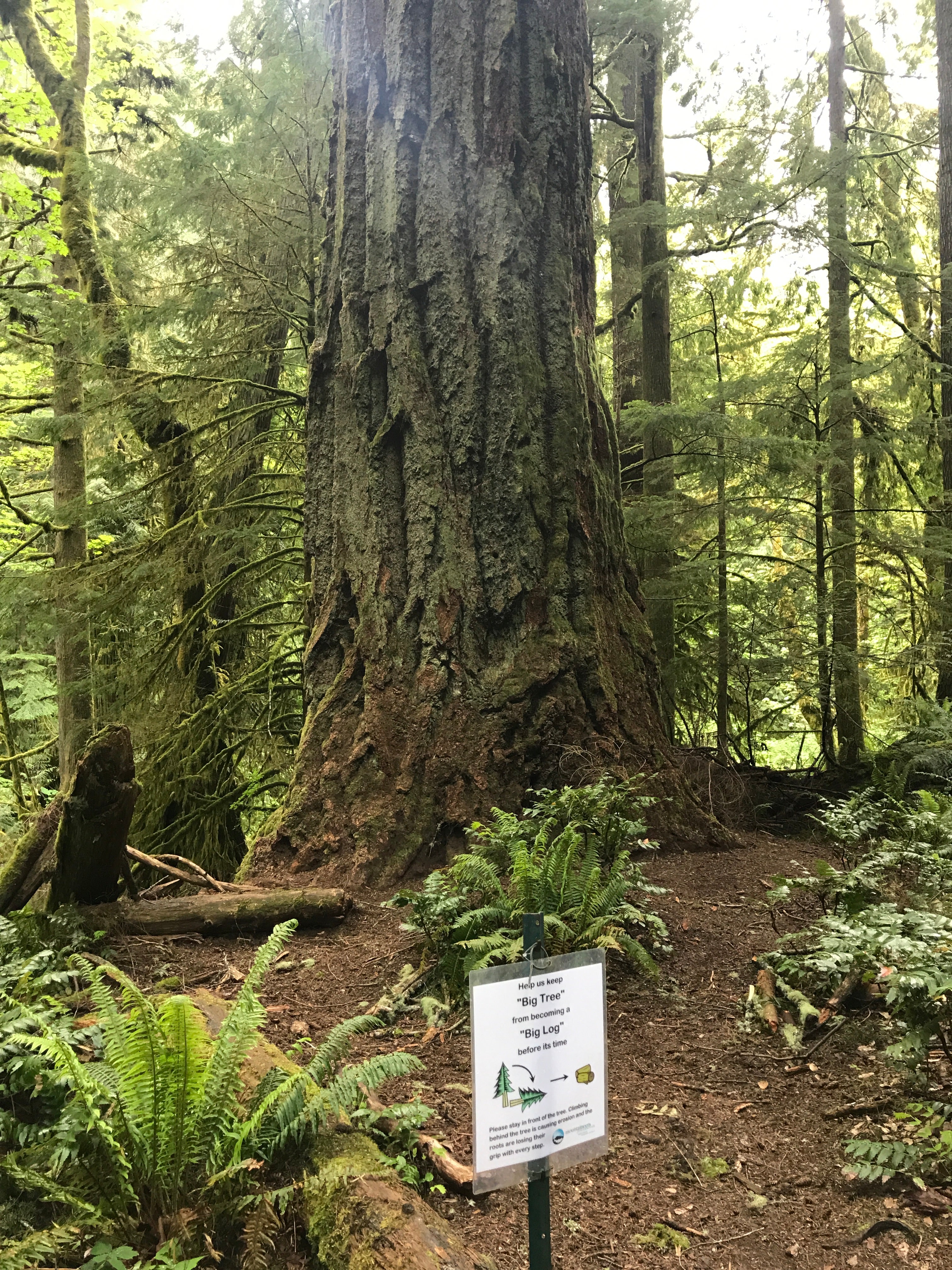 Big Tree