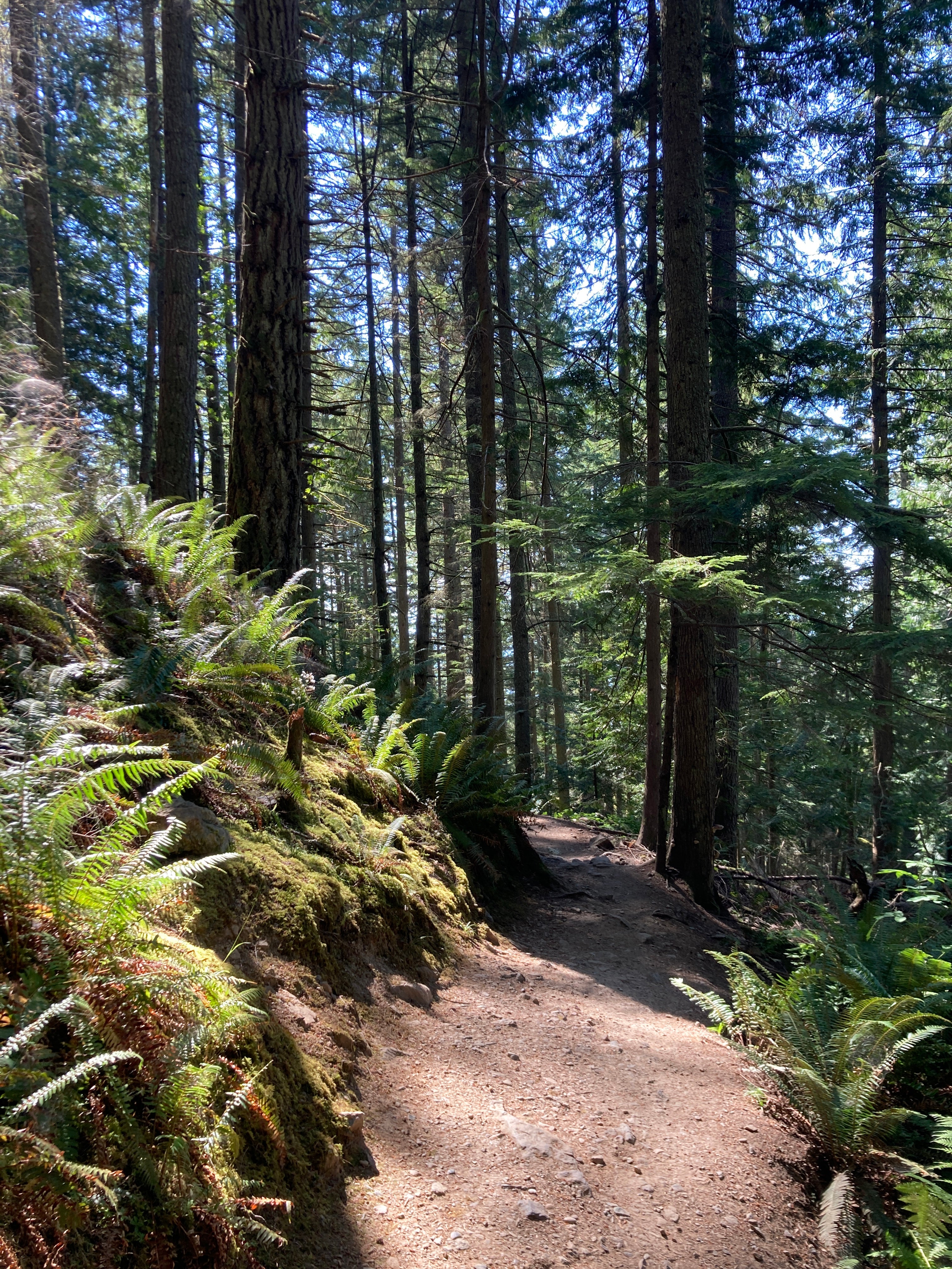 Oyster Dome