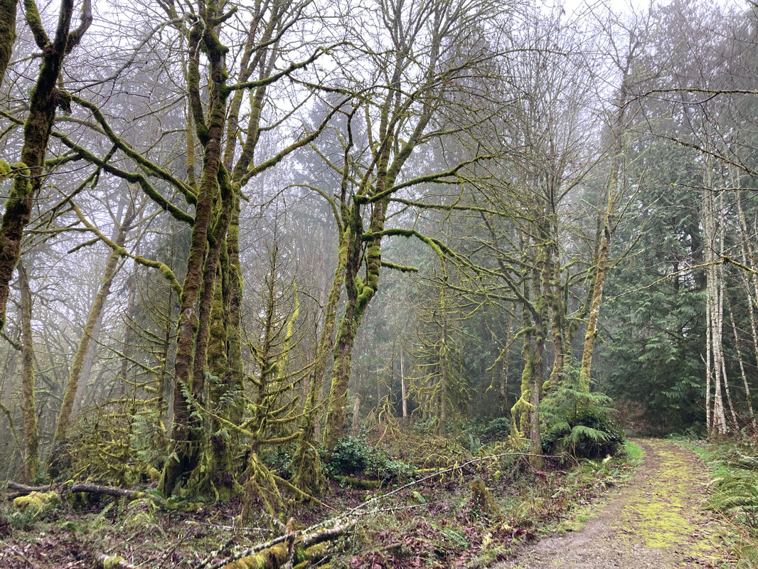 IslandWood
