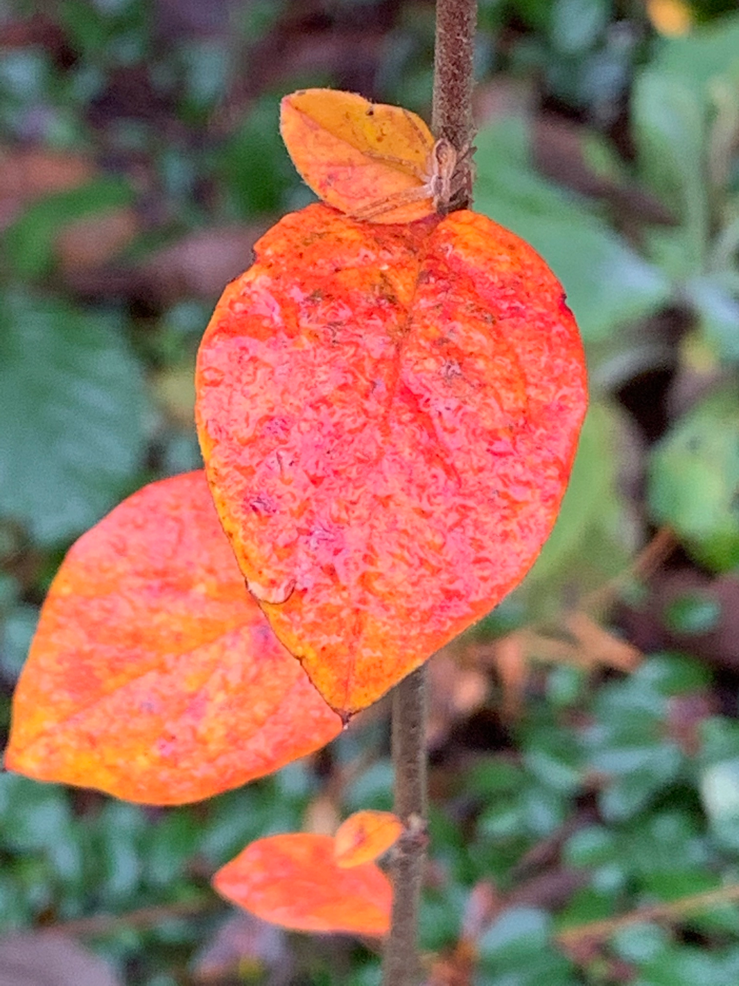 A streak of brightness