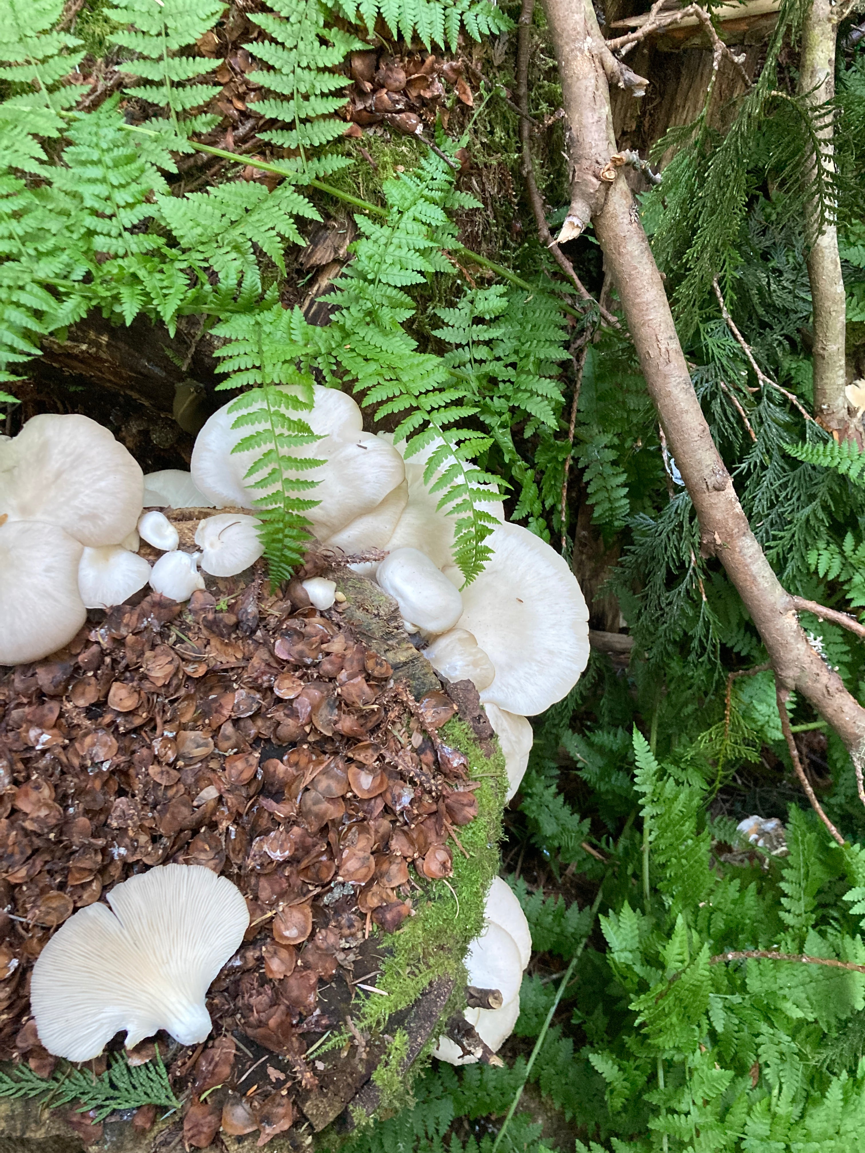 Sequim and Miller Peninsula