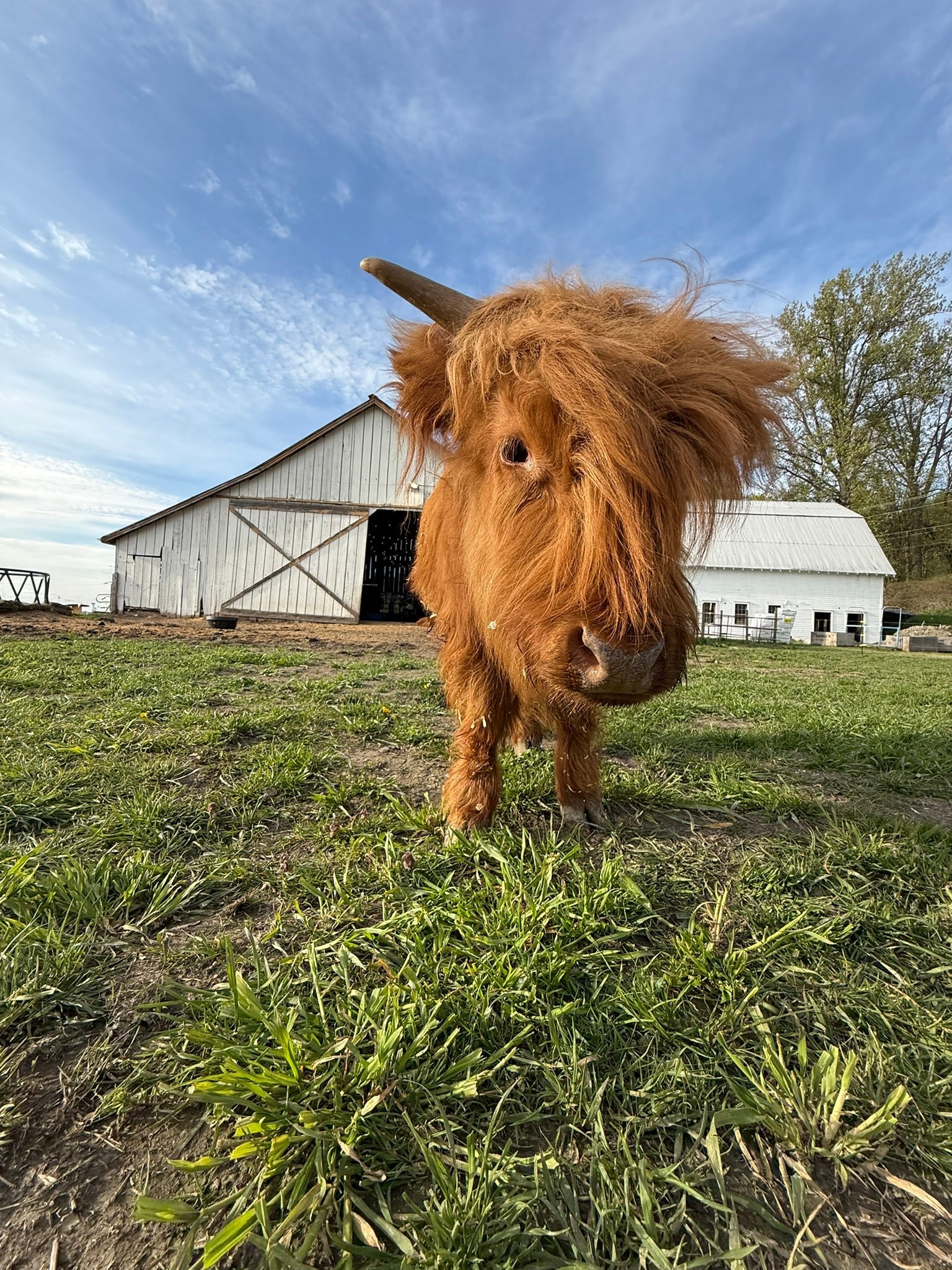 Highland Cow Snuggles