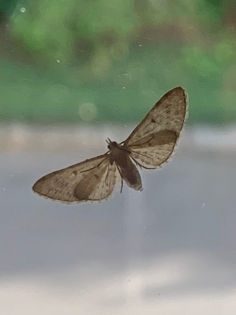 Little moth on the window