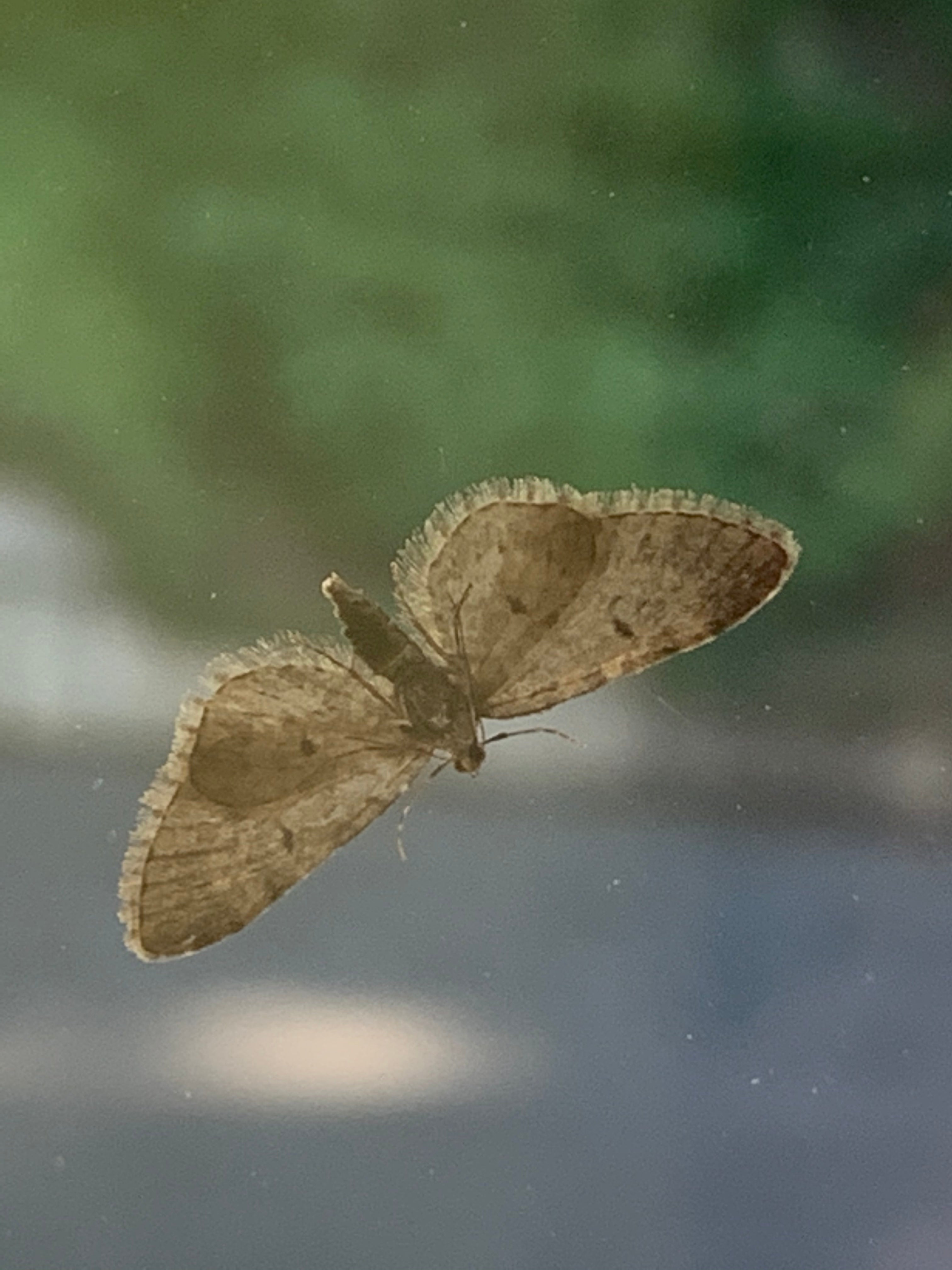 Little visitor