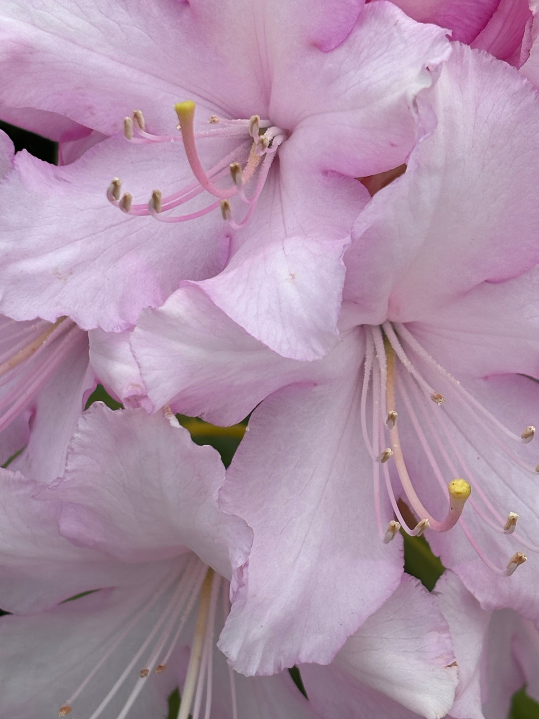 Blooming