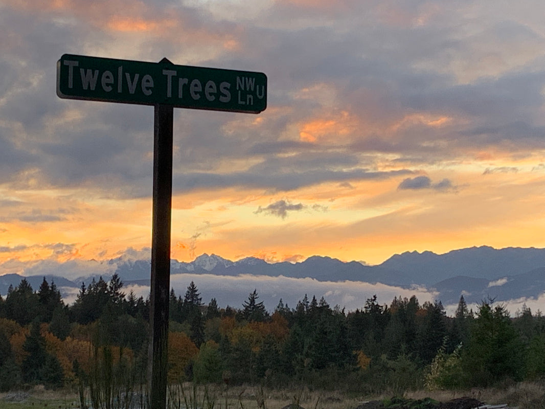The view from our lane