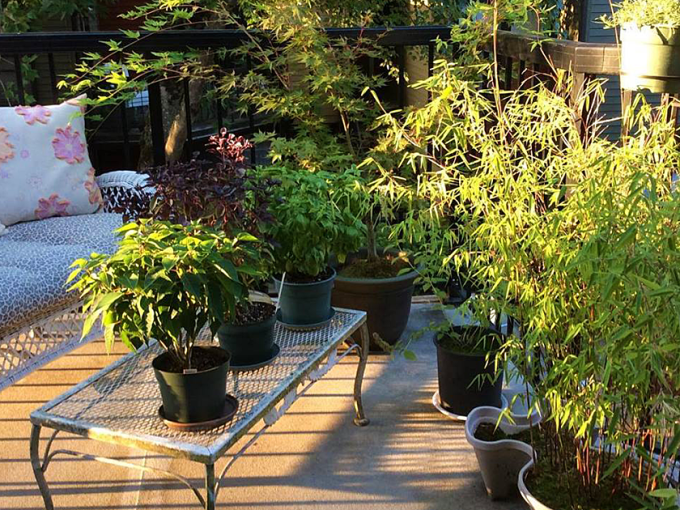 TDEC: A Balcony Garden in an Amazon World