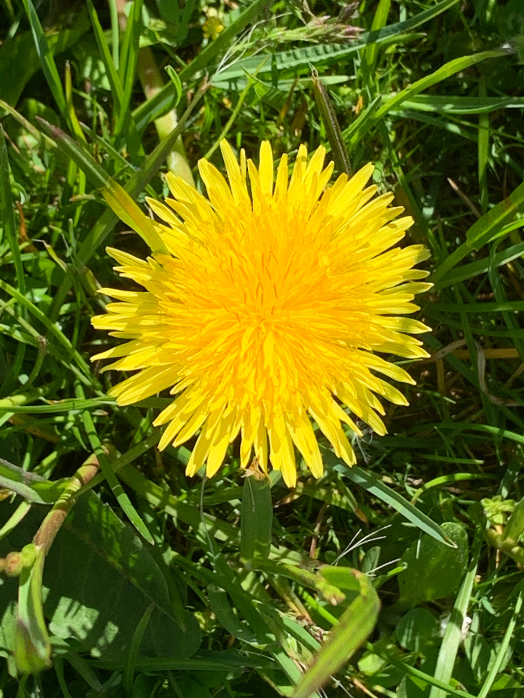 Yellows and greens