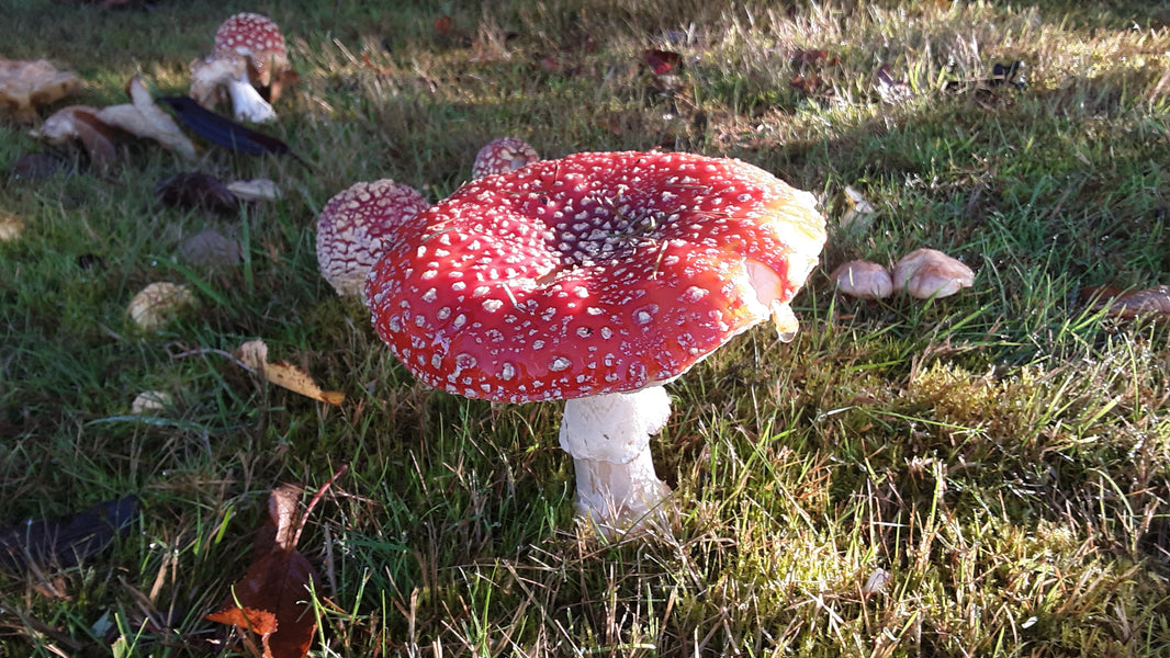 Toad Stools