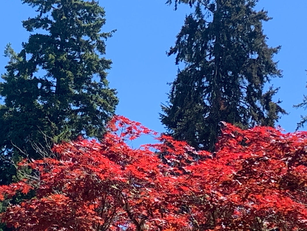 Contrasts