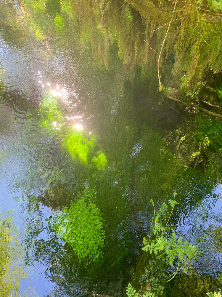 Reflecting in the Hoh rain forest